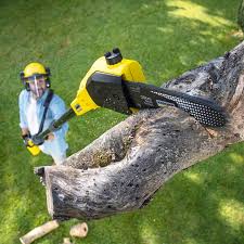 How Our Tree Care Process Works  in  Fearrington Village, NC