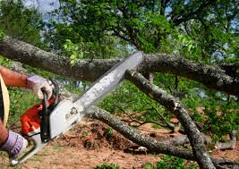 Best Tree Trimming and Pruning  in Fearrington Village, NC