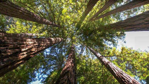 Best Emergency Tree Removal  in Fearrington Village, NC