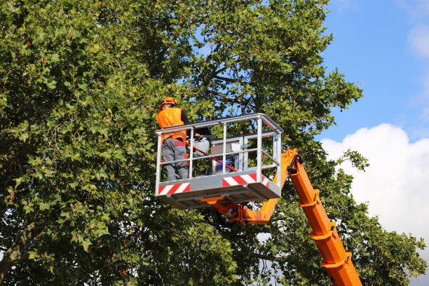 Best Tree Removal  in Fearrington Village, NC