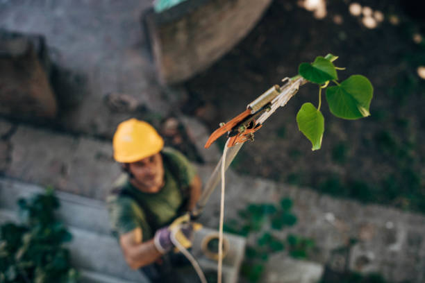 Best Tree and Shrub Care  in Fearrington Village, NC