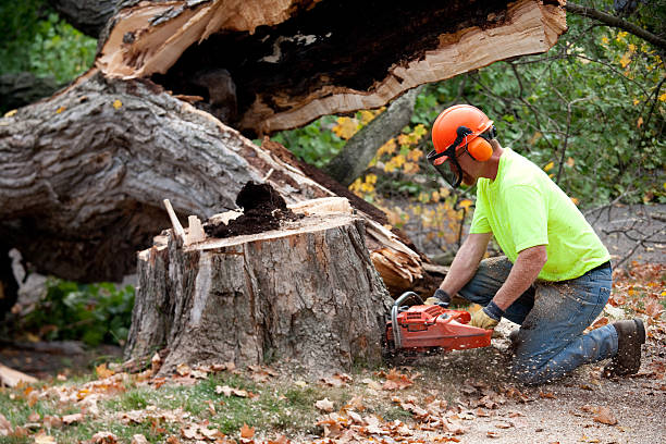 Best Fruit Tree Pruning  in Fearrington Village, NC